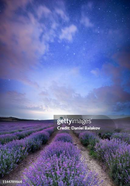 magical lavender nights - nature field trip stock pictures, royalty-free photos & images