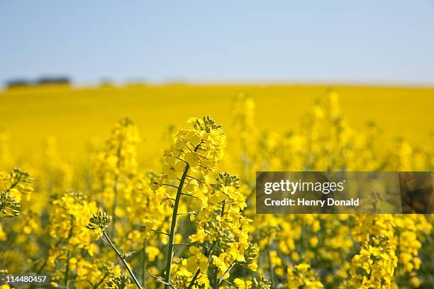 rapeseed field - colza foto e immagini stock