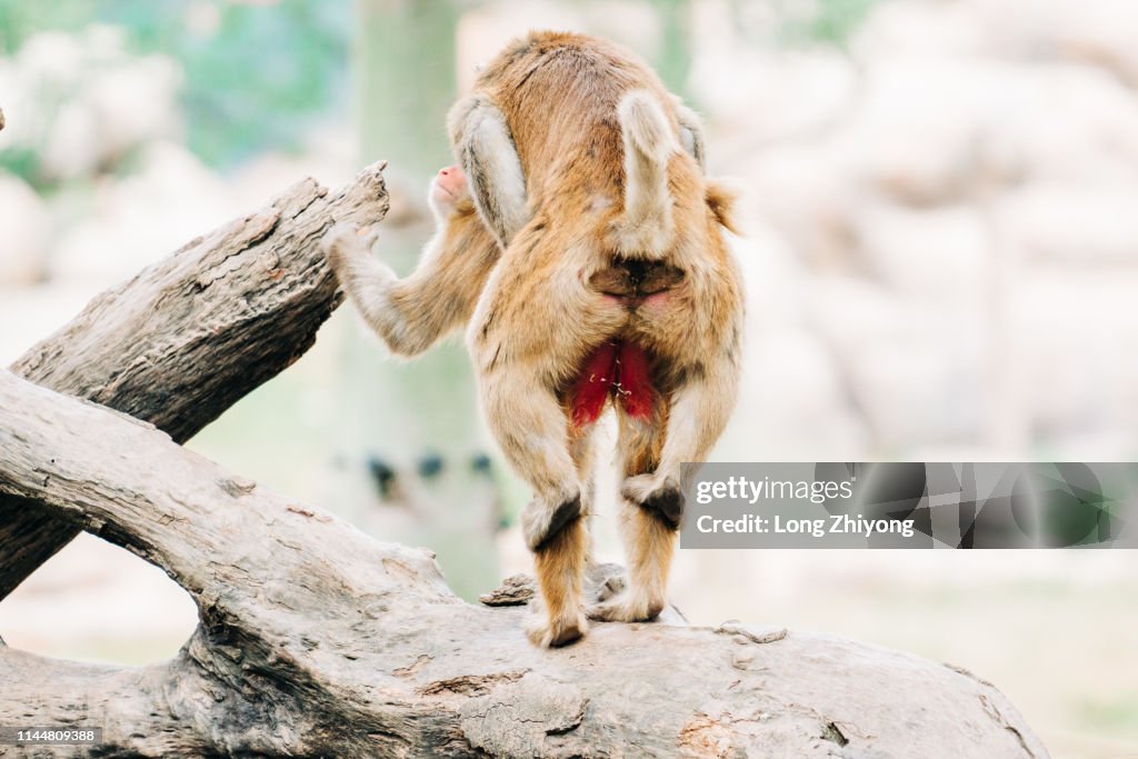 How Monkey Mating Mating Monkey High-Res Stock Photo - Getty Images