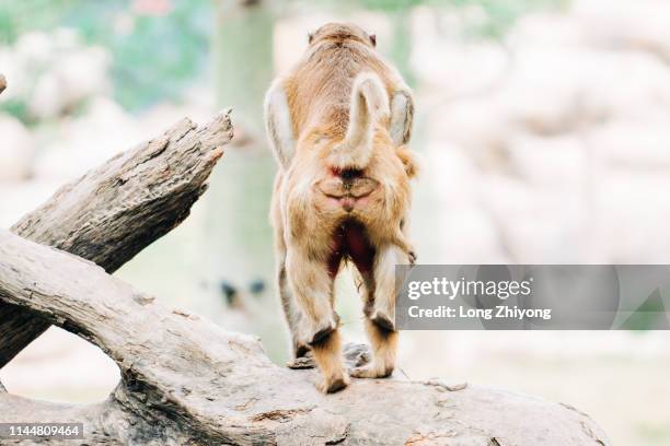 Accouplement Singe Bonobo Couple Photos and Premium High Res Pictures - Getty Images
