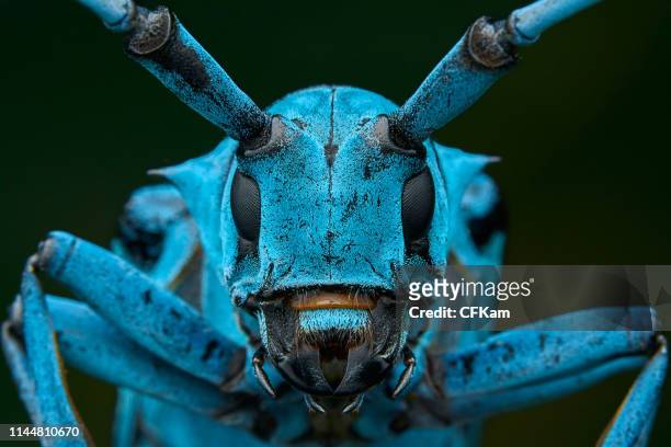 blue longhorn beetle - insekten stock-fotos und bilder