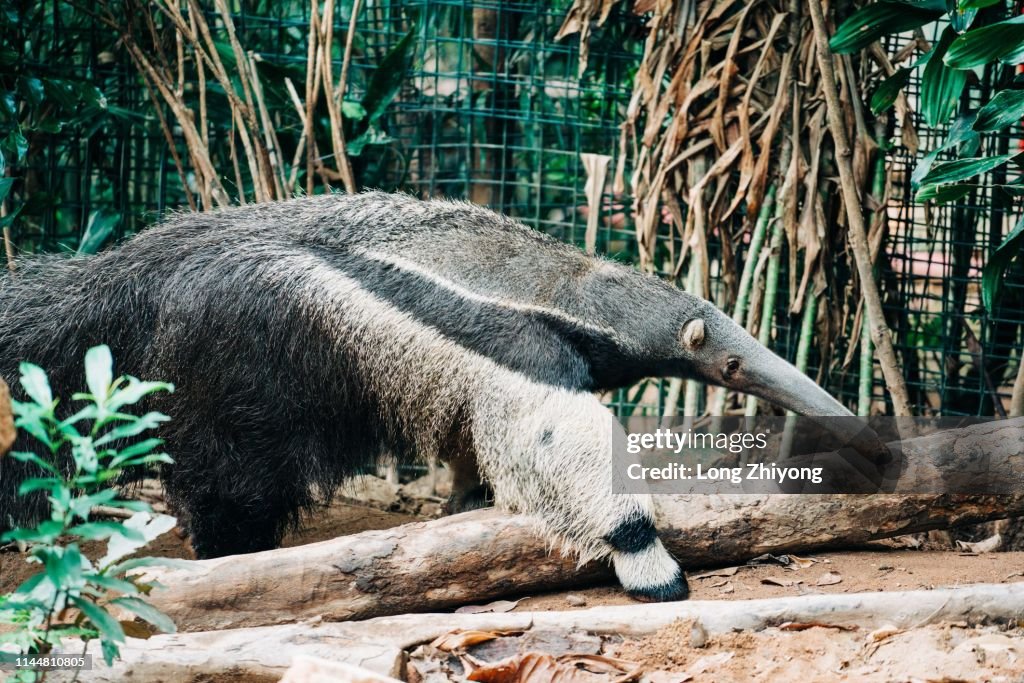 Anteater