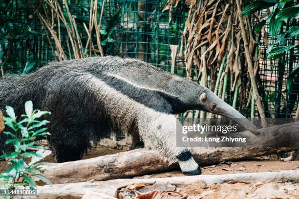 Anteater, 照片檔