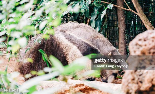 Anteater, 照片檔