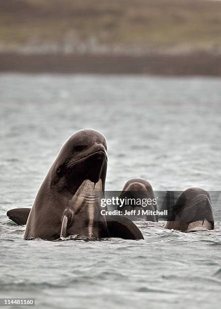 Pod of up to 70 pilot whales remain in Loch Carron on May 21, 2011 in South Uist, Scotland. A major operation continues to prevent the whales from...