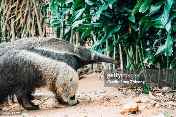 Anteater, 照片檔
