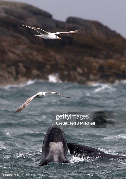 Gulls fly over a pod of up to 70 pilot whales that remain in Loch Carron on May 21, 2011 in South Uist, Scotland. A major operation continues to...