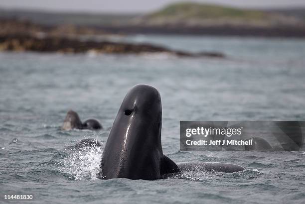 Pod of up to 70 pilot whales remain in Loch Carron on May 21, 2011 in South Uist, Scotland. A major operation continues to prevent the whales from...