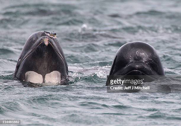 Two of a pod of up to 70 pilot whales emerge from the water of Loch Carron on May 21, 2011 in South Uist, Scotland. A major operation continues to...