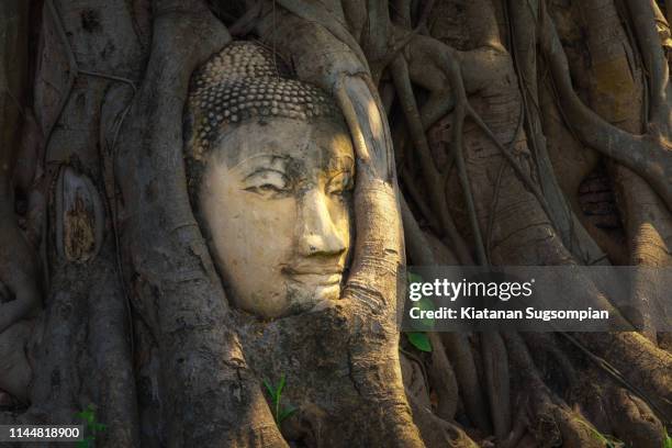 head of buddha statue in the roots of banyan tree at wat mahathat (temple of the great relics), ayutthaya, thailand - banyan tree stock pictures, royalty-free photos & images