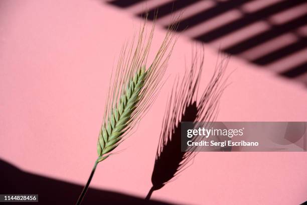 wheat spike - spiked stock pictures, royalty-free photos & images