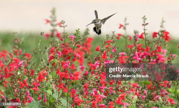 hummingbird and red salvia  flowers in the garden - red salvia stock pictures, royalty-free photos & images