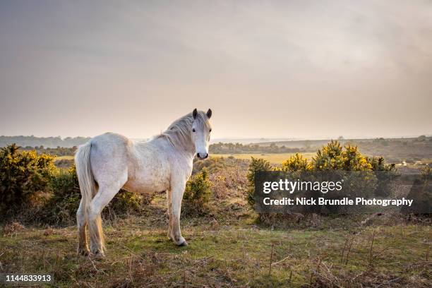 new forest pony, brockenhurst, hampshire, uk. - hampshire photos et images de collection