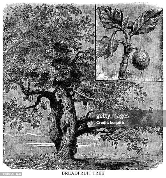 breadfruit tree - tropical tree stock illustrations