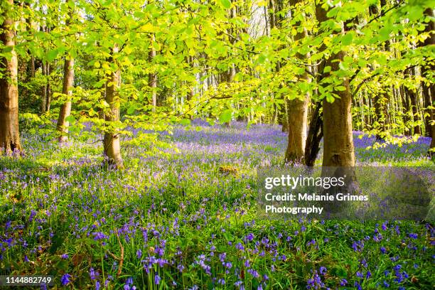 the bluebell wood - bluebell wood fotografías e imágenes de stock