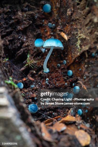 blue mushrooms, mycena interrupta or pixie's parasol - waratahs blues stock pictures, royalty-free photos & images