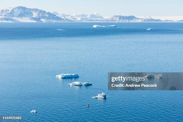 kayaking in antarctica - antarctica people stock pictures, royalty-free photos & images
