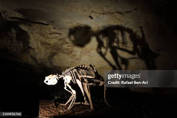 animal skeleton in victoria fossil cave in naracoorte caves national park south australia - marsupial stock pictures, royalty-free photos & images