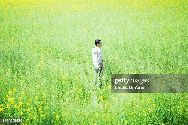 man standing on yellow rapeseed meadow - realismo-concettuale foto e immagini stock