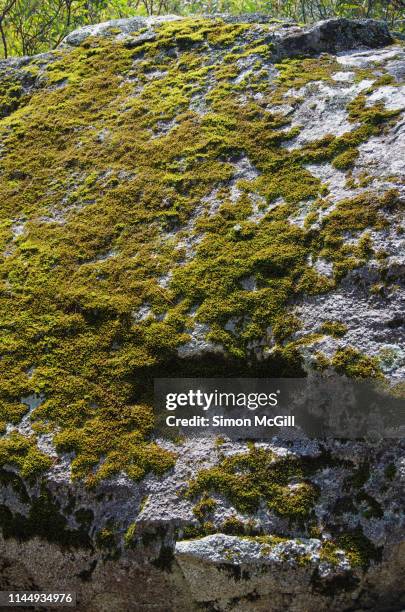 moss growing on a granite boulder along thredbo valley track, kosciuszko national park, snowy mountains, new south wales, australia - bush land stock pictures, royalty-free photos & images
