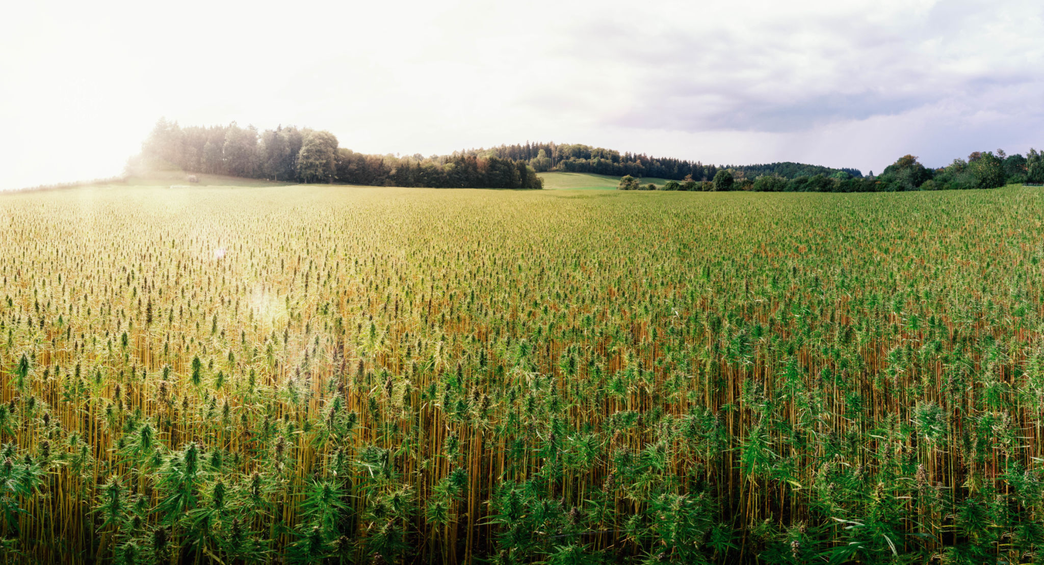 hemp field