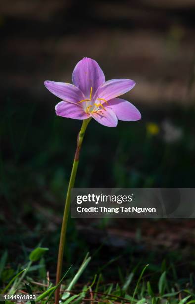 fairy lily in grass - zephyros stock-fotos und bilder