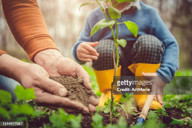 familie pflanzt baum am arbor-tag im frühjahr - baum stock-fotos und bilder
