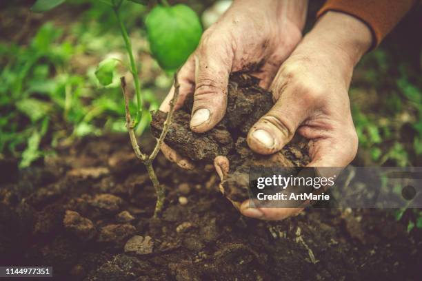 man's hands gardering in spring - soil hands stock pictures, royalty-free photos & images