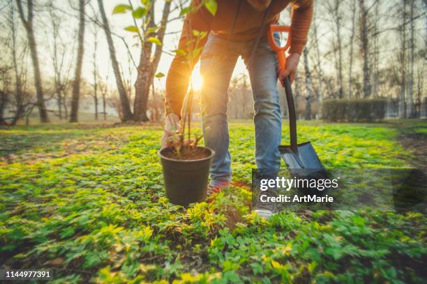 mann pflanzt baum am arbor-tag im frühjahr - pflanzen stock-fotos und bilder