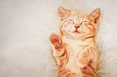 Ginger kitten raised his paw up in a dream. The concept of choice and voting.