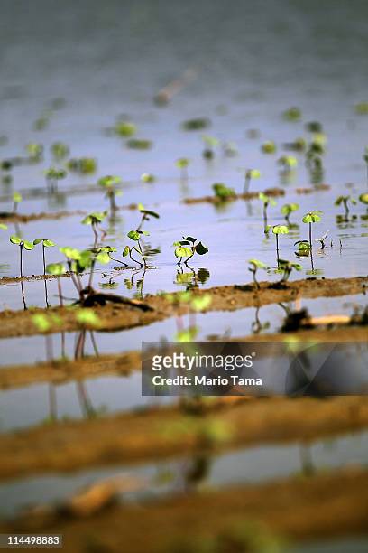 Flooded young crops are seen along the Yazoo River near Yazoo City May 22, 2011 in Yazoo County, Mississippi. The Yazoo River floodwaters are getting...