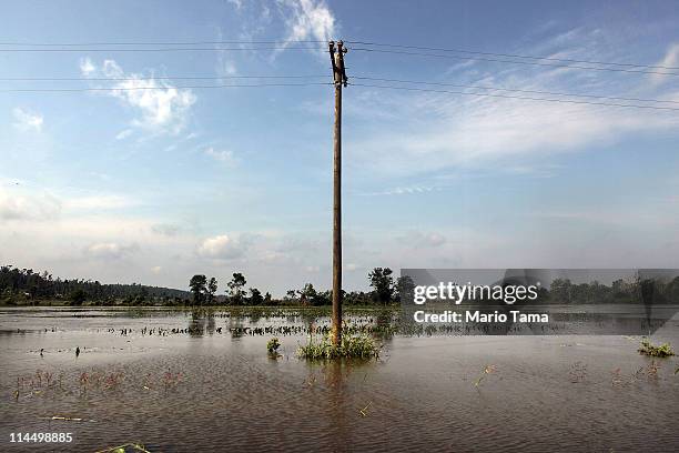 Flooded young crops are seen along the Yazoo River near Yazoo City May 22, 2011 in Yazoo County, Mississippi. The Yazoo River floodwaters are getting...