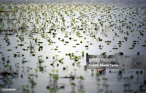 Flooded young crops are seen along the Yazoo River near Yazoo City May 22, 2011 in Yazoo County, Mississippi. The Yazoo River floodwaters are getting...