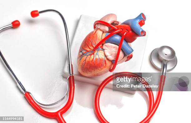 anatomical model of human heart - cardiopatía fotografías e imágenes de stock