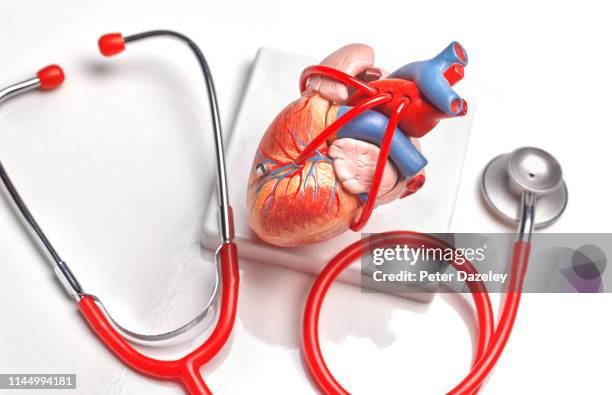 anatomical model of human heart - cardiovascular system 個照片及圖片檔