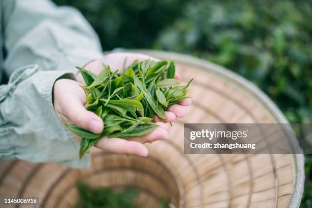 hands holding tea leaves, hangzhou, china - green tea plantation leaves stock-fotos und bilder