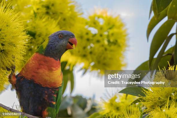 a rainbow lorikeet sitting in the branches of a  golden penda - xanthostemon chrysanthus stock pictures, royalty-free photos & images