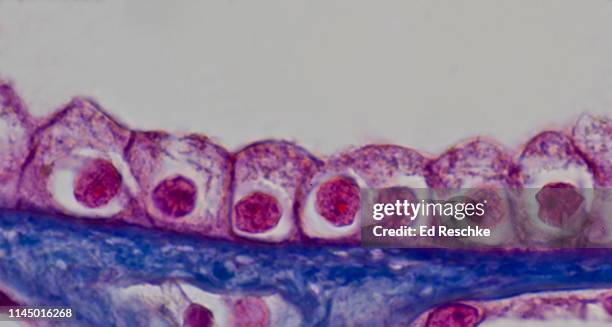 simple cuboidal epithelium--kidney tubule, longitudinal section, human, 400x - epitelio fotografías e imágenes de stock