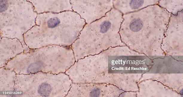 mesothelium--simple squamous epithelium, surface view, 400x - simple squamous epithelium stock-fotos und bilder