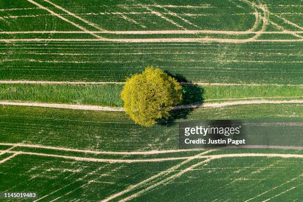 drone view of tree in field - sparse tree stock pictures, royalty-free photos & images