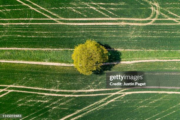 drone view of tree in field - tree planting aerial view stock pictures, royalty-free photos & images