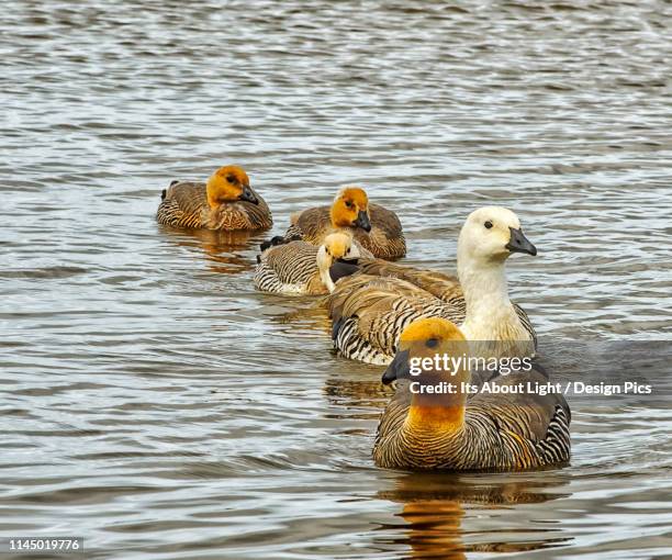 Good Photo Example For Ruddied 29 Ruddy Headed Goose Stock Photos, High-Res Pictures, and Images ...