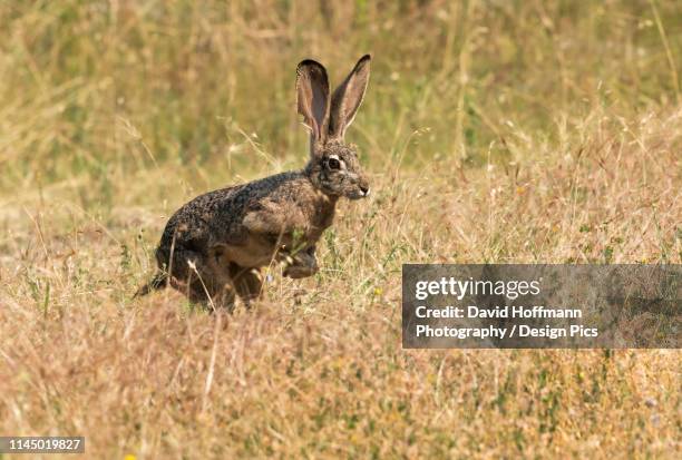 Jack Rabbit Running Photos and Premium High Res Pictures - Getty Images