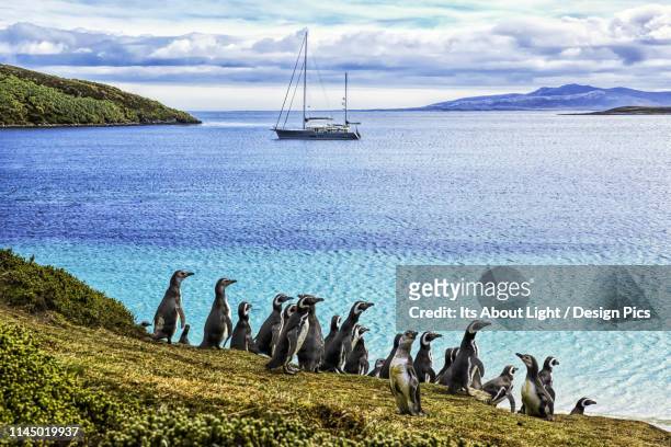 magellanic penguins (spheniscus magellanicus) on the shore of west point island - océano atlántico sur fotografías e imágenes de stock