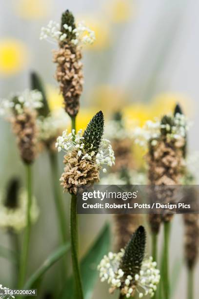 english plantain (plantago lanceolata), a prolific weed in oregon - plantago lanceolata stock pictures, royalty-free photos & images
