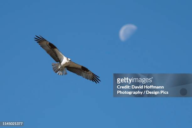 osprey (pandion haliaetus) soaring in flight, emigrant lake - osprey design stock pictures, royalty-free photos & images