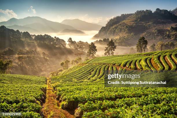 beautiful sunrise landscape view at strawberry field at doi angkang , chiang mai , thailand. chiang mai is most popular travel destination in thailand - strawberry field stock pictures, royalty-free photos & images