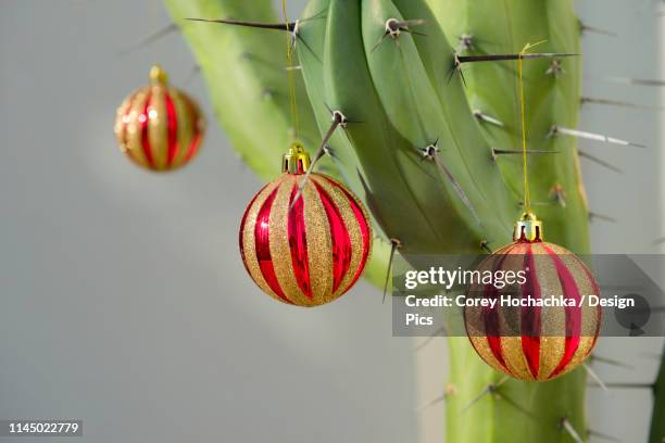 christmas ornament hanging on a cactus - christmas cactus fotografías e imágenes de stock