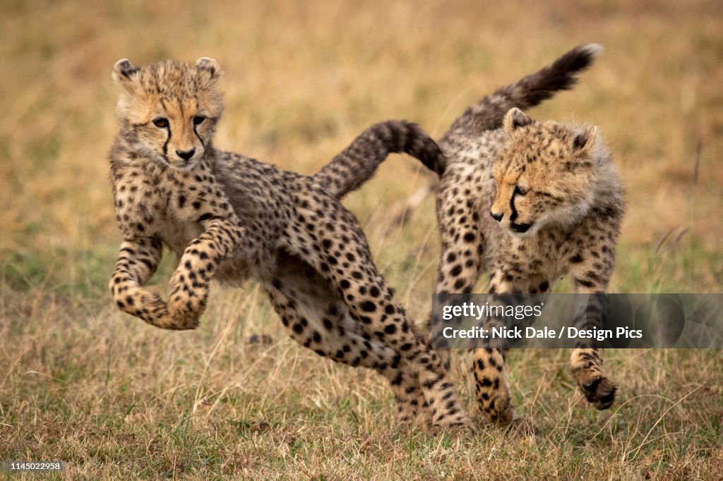 Cheetah cub (Acinonyx jubatus) jumps away from it's sibling, Maasai Mara National Reserve