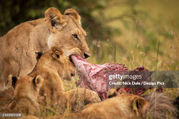 Closeup Of Lioness And Cubs Eating Kill Maasai Mara National Reserve High-Res Stock Photo